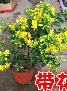 带花苞 黄金梅盆栽多年生木本秋季冬季耐寒开花植物花卉黄金雀苗