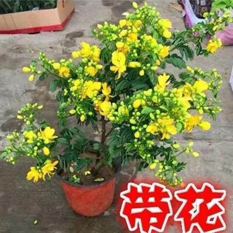 带花苞 黄金梅盆栽多年生木本秋季冬季耐寒开花植物花卉黄金雀苗