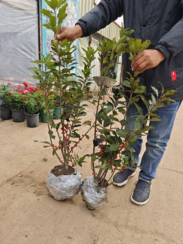 庭院北美冬青盆栽年宵红果果庭院招财红花卉基地现挖土球直发