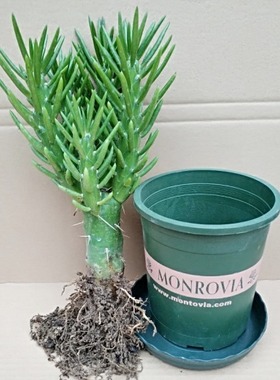 多肉植物沙漠将 将军柱 绿色盆栽 吸甲醛防辐射释放氧气室内盆栽