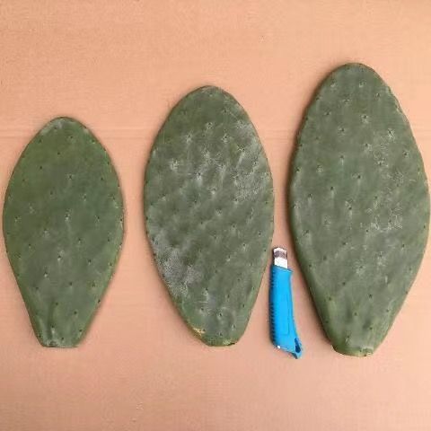 米邦塔仙人掌可药用食用美容内服外敷灌肤类植物盆栽室内嫁接多肉