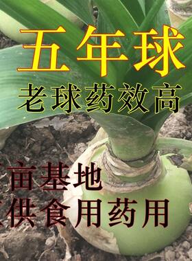 有杀死癌细胞的功效虎眼万年青盆栽