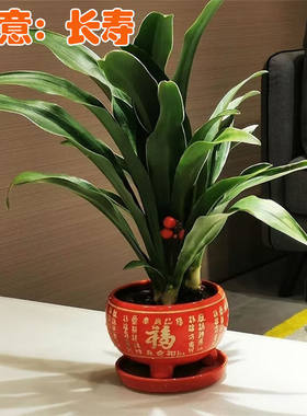 精品金边中华万年青属盆栽新婚乔迁新居喜事贺礼室内家居四季常青