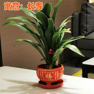 精品金边中华万年青属盆栽新婚乔迁新居喜事贺礼室内家居四季常青
