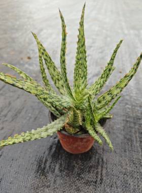 圣诞红芦荟越晒越红盆栽植物室内客厅阳台防辐射美观易养稀有绿植