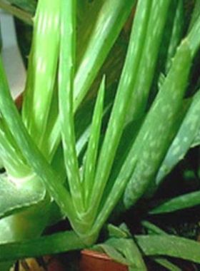 中华芦荟 库拉索芦荟 芦荟盆栽 斑纹芦荟  美容 盆栽 植物食用