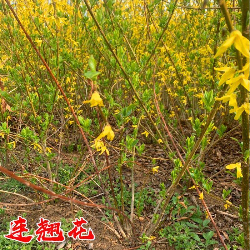 连翘苗耐寒庭院绿化篱笆黄老虎易活连翘树苗花苗迎春苗