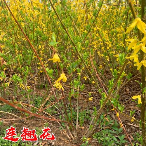 连翘苗耐寒庭院绿化篱笆黄老虎易活连翘树苗花苗迎春苗