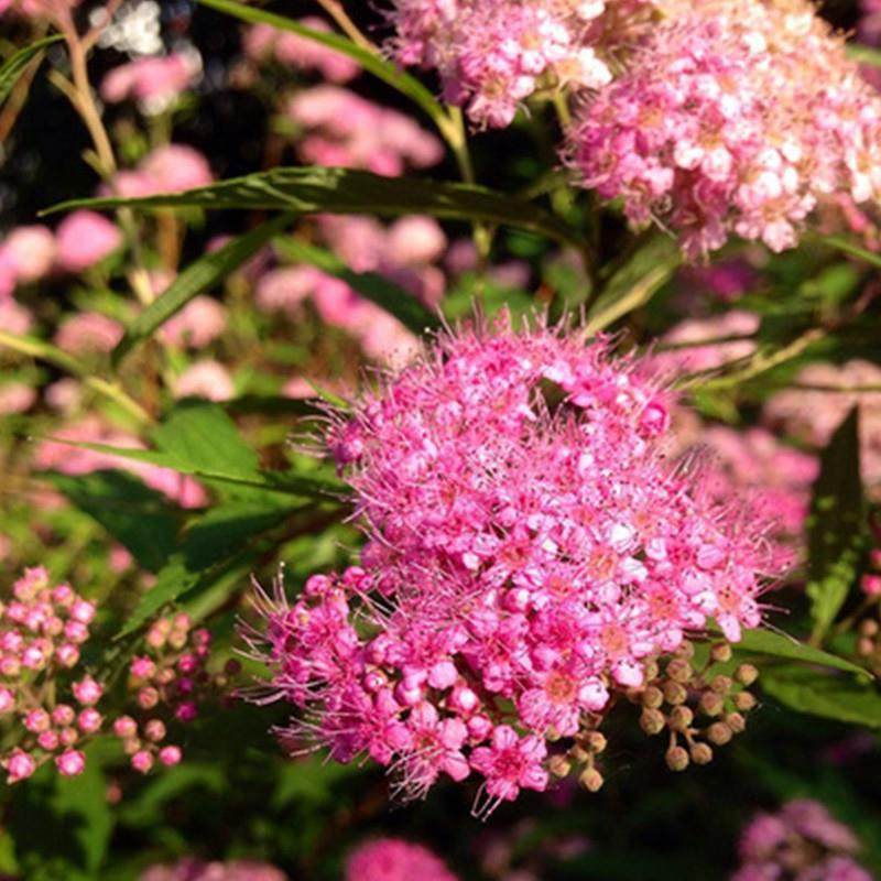 金焰绣线菊耐寒耐热多年生宿根木本阳台庭院造景盆栽地栽植物好养,鲜花速递/花卉仿真/绿植园艺,观叶 /花灌木,淘宝优惠券,粉丝福利购,淘宝优惠卷