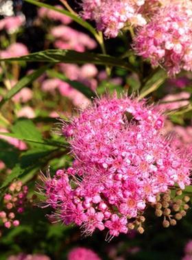 金焰绣线菊耐寒耐热多年生宿根木本阳台庭院造景盆栽地栽植物好养