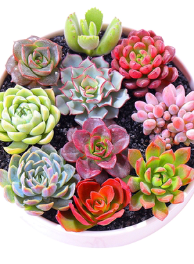 冰玉多肉植物稀有品种办公室内花卉绿植罕见肉肉多多组合盆栽包邮