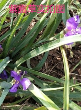 紫露草花盆栽地栽苗 金娃娃萱草多年生宿根花卉  耐寒耐热花期长