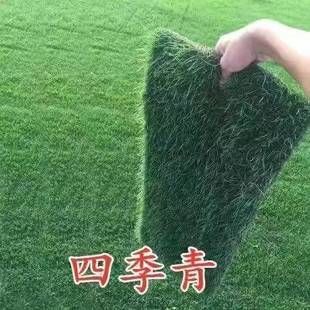 真草皮草坪带泥土地毯草台湾草果岭草别墅庭院花园带土绿化四季