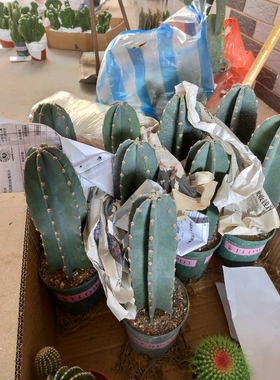 量天尺大型仙人掌铁柱多肉好养活仙人柱ins北欧风沙漠庭院植物