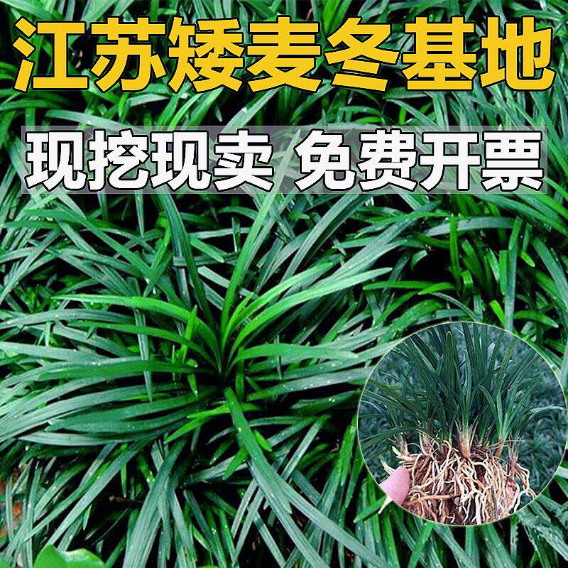 【农户低价】日本矮麦冬玉龙草金边麦冬兰花三七庭院别墅园林绿化