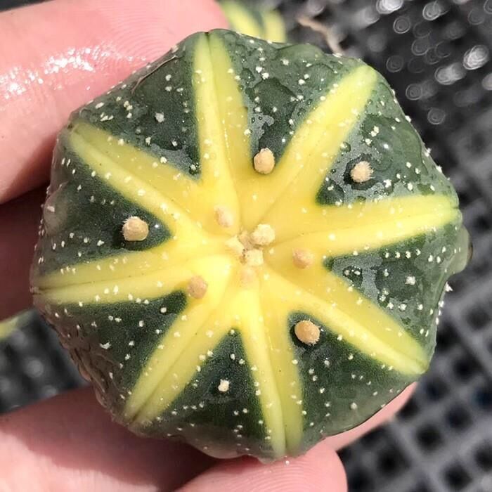 开花金星兜锦多肉植物鸾凤玉花卉