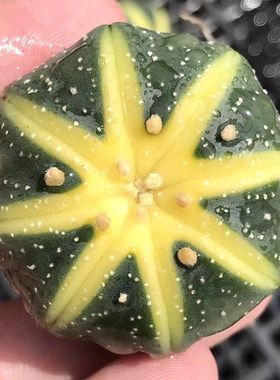 开花金星兜锦多肉植物盆栽西瓜球肉肉仙人球鸾凤玉超兜布纹球花卉