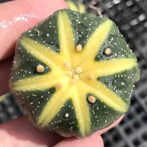 开花金星兜锦多肉植物鸾凤玉花卉