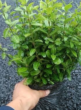 耐寒小叶扶芳藤爬藤植物庭院绿化护坡四季常青易活耐阴攀岩扶芳藤