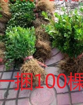 庭院绿化苗木黄杨树苗瓜子黄杨小叶黄杨冬青小苗四季常青苗木园林