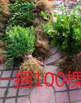 庭院绿化黄杨园林冬青小苗