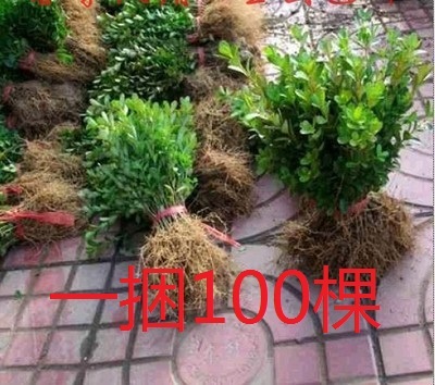 庭院绿化黄杨园林冬青小苗