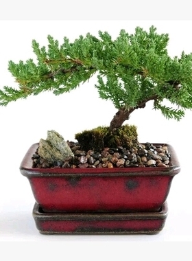 地柏盆景地柏苗新西兰珍珠柏柏树盆景松树盆景包邮办公室盆栽花卉