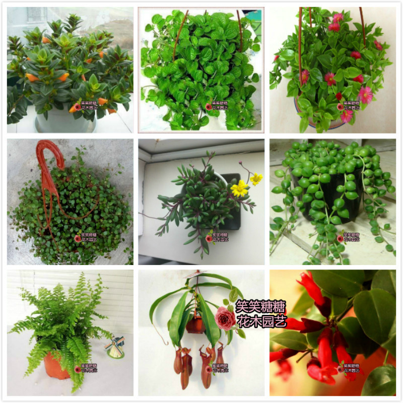 珍珠口红常春藤铁线蕨牡丹吊兰
