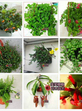 金鱼花室内盆栽花卉珍珠口红千叶吊兰常春藤铁线蕨牡丹吊兰吸甲