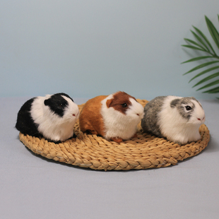 仿真动物豚鼠荷兰鼠荷兰猪海猪天竺鼠模型儿童认知教学道具仓鼠