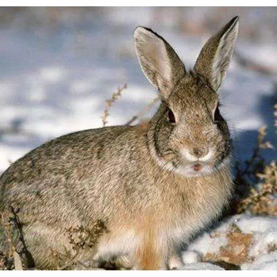 兔子活体宠物小兔子活物宠物兔幼崽家养宠物兔活体宠物兔活物