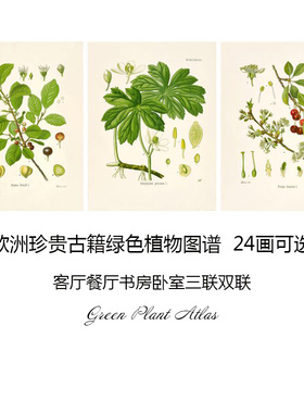 绿色植物图谱 24款 经典复古客厅三联卧室书房餐厅油画布装饰画芯
