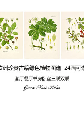 绿色植物图谱24款客厅三联装饰画