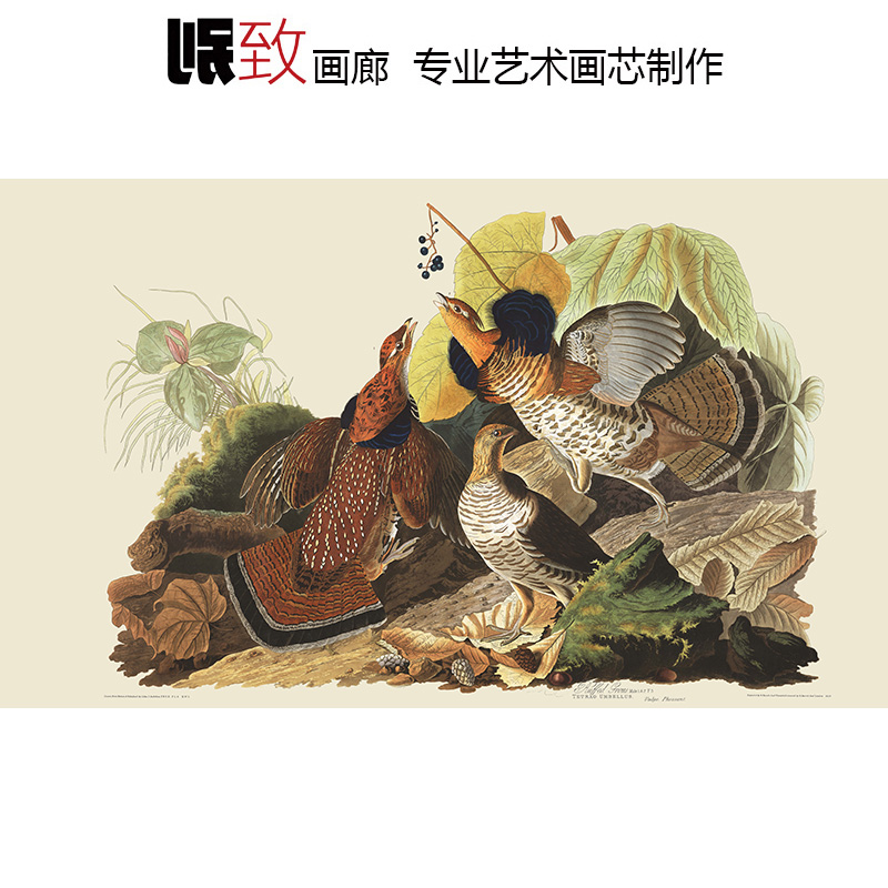 北美松鸡 John Audubon奥杜邦动物 玄关客厅餐厅美式装饰画芯超清图片