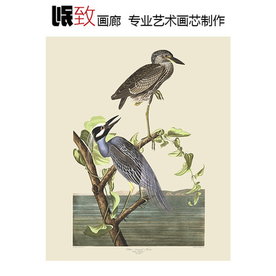 黄冠鹭奥杜邦鸟类动物画装饰画芯