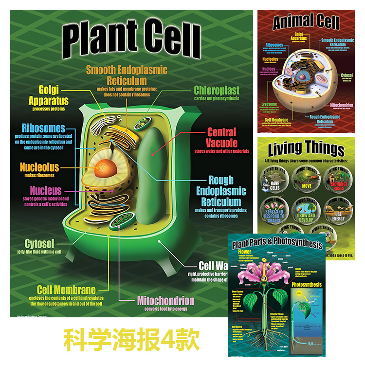 科学海报4款 动植物细胞生物光合作用 学校教室儿童房装饰画芯心图片