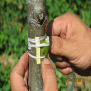 正宗涞水文玩核桃嫁接枝条麻核桃耍核桃接穗官帽狮子头南疆石闷尖