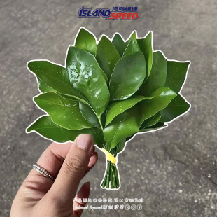 驱散霉运柚子叶车贴清新自然绿色叶子划痕遮盖头盔装饰汽车贴纸