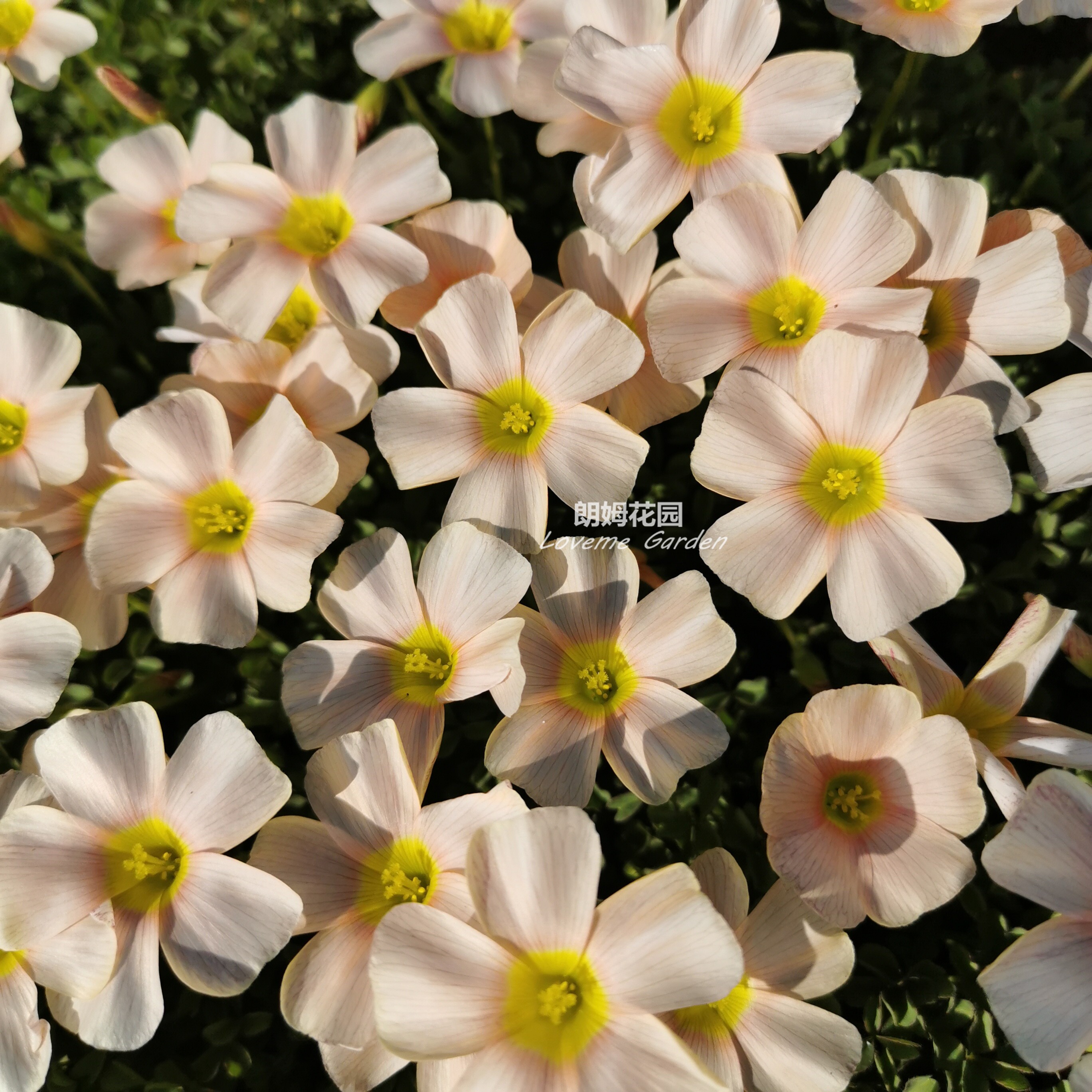 盆栽苗秋种酢浆草冬天oxalis obtus feather羽毛新手家庭花卉易爆