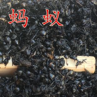 50克拟黑多刺蚁酸泡酒料食用无硫非粉新鲜干 蚂蚁黑蚂蚁中药材正品