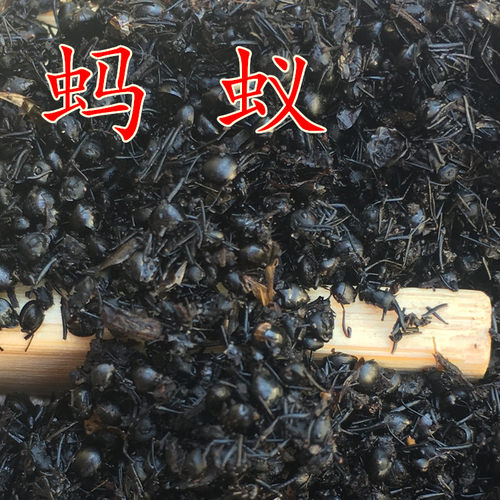 蚂蚁黑蚂蚁中药材正品50克拟黑多刺蚁酸泡酒料食用无硫非粉新鲜干