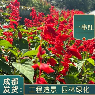 一串红盆栽庭院别墅绿化工程苗喜庆节日成都基地花卉植物花镜花坛