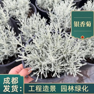 银香菊盆栽庭院别墅绿化工程苗四季常青成都基地植物花卉花镜花坛