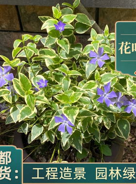 花叶蔓盆栽庭院别墅绿化工程苗成都基地植物耐寒花卉花镜花坛吊盆