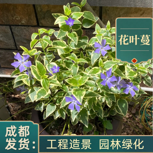 花叶蔓盆栽庭院别墅绿化工程苗