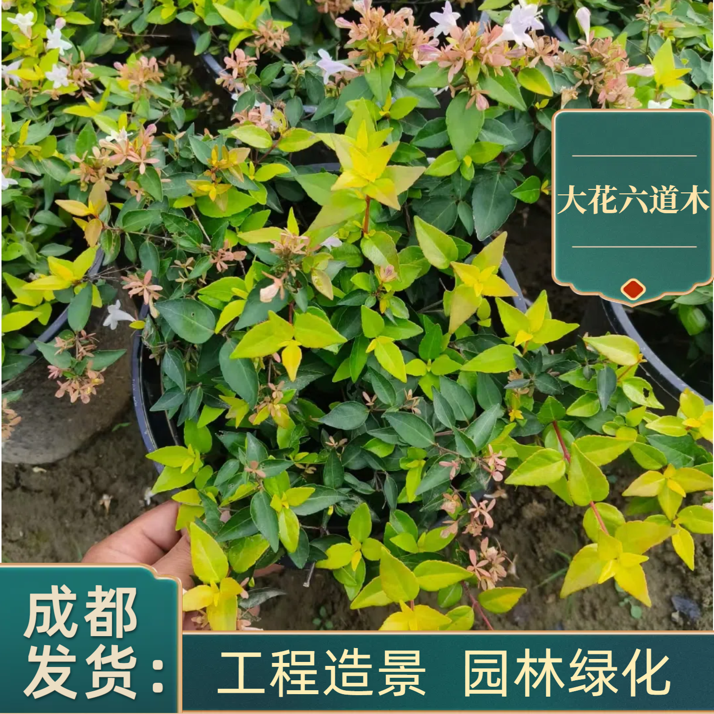 大花六道木工程园林绿化造景开花