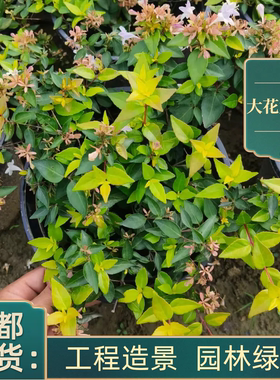 大花六道木工程园林绿化金叶六道木花灌木绿植成都发货现挖基地