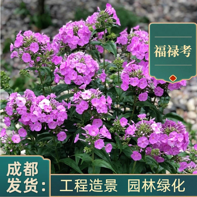福禄考小苗批发庭院观赏宿根花卉地被植物成活率高丛生福禄考花树