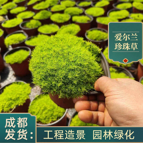 爱尔兰珍珠草花镜铺地神器地被