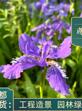 水生植物基地挺水德国鸢尾花苗子西伯利亚蓝蝴蝶紫蝴蝶乌鸢扁竹根